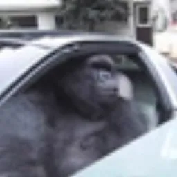 Gorilla In A Coupe token logo