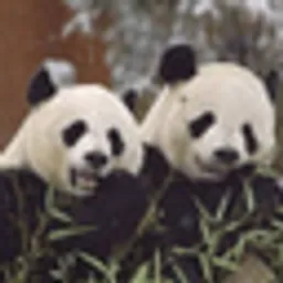 PANDAS