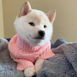 The Cream Shiba logo