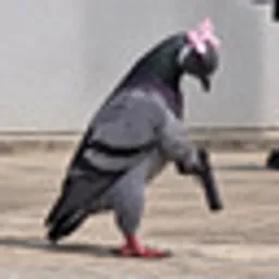 pigeon