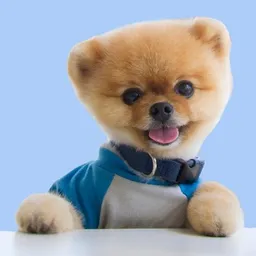 jiffpom token logo