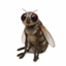 CASHFLY