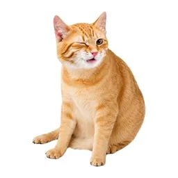 WINKCAT