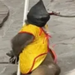 大圣爷