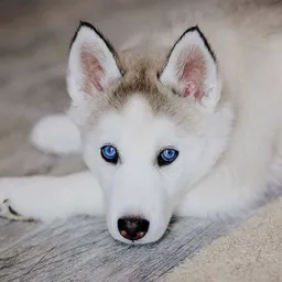 Husky