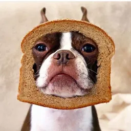 InBred Dog token logo