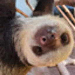 SOLANASLOTH