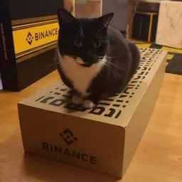 Binance Cat token logo