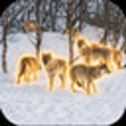 Wolves