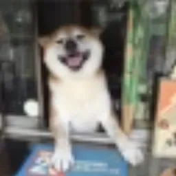 SHIBA