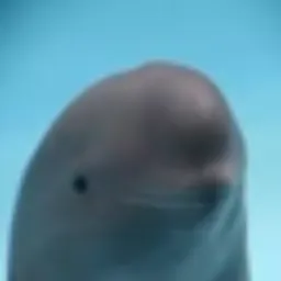 Hanbao the finless porpoise token logo