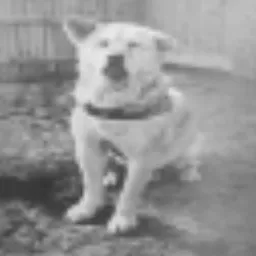 HACHIKO