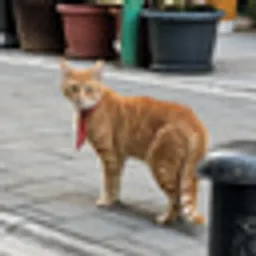 KravatlıCat